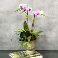 Mimi Orchids - beverlyhillsflorist