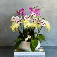Multi Spike Colorful Orchid Plants - beverlyhillsflorist