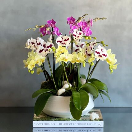 Multi Spike Colorful Orchid Plants - beverlyhillsflorist
