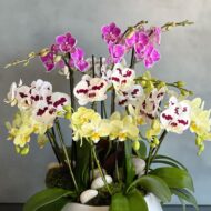 Multi Spike Colorful Orchid Plants - beverlyhillsflorist