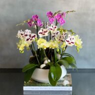 Multi Spike Colorful Orchid Plants - beverlyhillsflorist