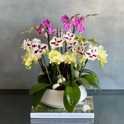 Multi Spike Colorful Orchid Plants - beverlyhillsflorist