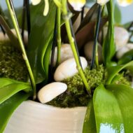 Multi Spike Colorful Orchid Plants - beverlyhillsflorist