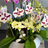 Multi Spike Colorful Orchid Plants - beverlyhillsflorist