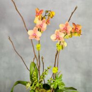 Peach Scene - beverlyhillsflorist