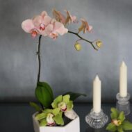 Soft and Pink - beverlyhillsflorist