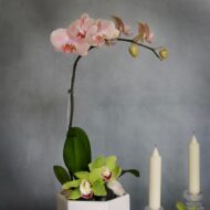 Soft and Pink - beverlyhillsflorist