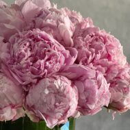 Valentines - Pink Peony Pave - beverlyhillsflorist