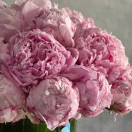 Pink Peony Pave - beverlyhillsflorist