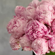 Pink Peony Pave - beverlyhillsflorist
