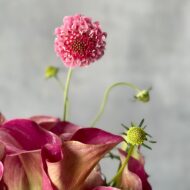 pink Calla Lilies  and Locally organic Flowers