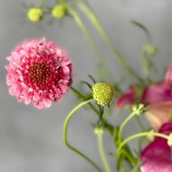 pink Calla Lilies  and Locally organic Flowers