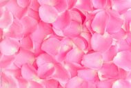 One Gallon bag of Rose Petals (Red, Pink or White) - beverlyhillsflorist