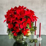 Poinsettia Magnificence - beverlyhillsflorist