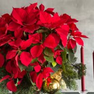 Poinsettia Magnificence - beverlyhillsflorist