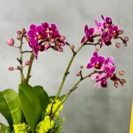 Purple Gold Orchids - beverlyhillsflorist