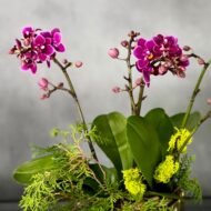 Purple Gold Orchids - beverlyhillsflorist