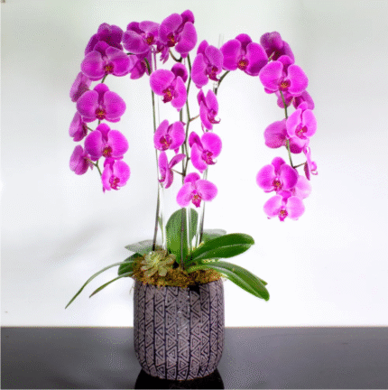 Lavender Orchid Cascade - beverlyhillsflorist