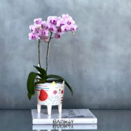 Kitty Orchids - beverlyhillsflorist