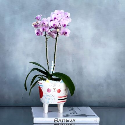 Kitty Orchids - beverlyhillsflorist