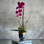 Purple Orchid Ovation - beverlyhillsflorist