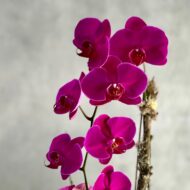Purple Orchid Ovation - beverlyhillsflorist