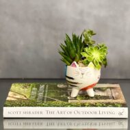 Kitty Succulents - beverlyhillsflorist