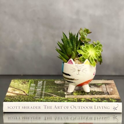 Kitty Succulents - beverlyhillsflorist