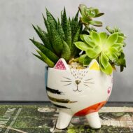 Kitty Succulents - beverlyhillsflorist