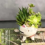 Kitty Succulents - beverlyhillsflorist