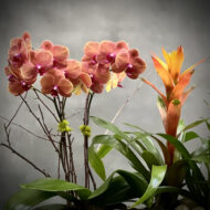 Tropical Punch - beverlyhillsflorist