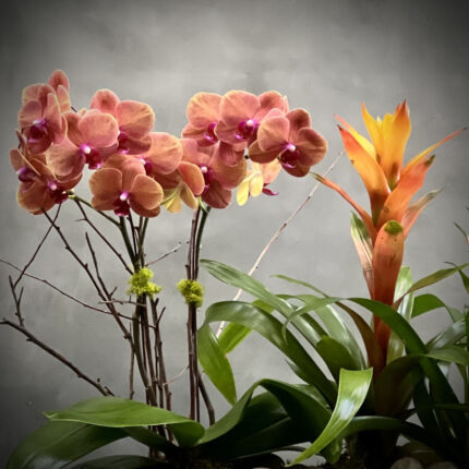 Tropical Punch - beverlyhillsflorist