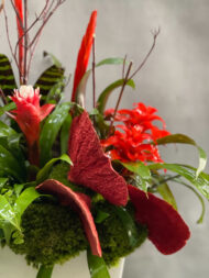 Red Bromeliads Fantasy - beverlyhillsflorist