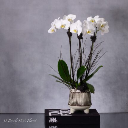 Threefold Orchid Majesty: Exquisite Floral Trio - beverlyhillsflorist