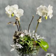Crystal Orchids - beverlyhillsflorist