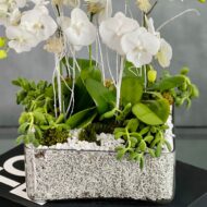 Color me White - beverlyhillsflorist