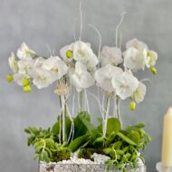 Color me White - beverlyhillsflorist