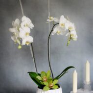 Simplistic Orchid - beverlyhillsflorist