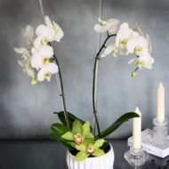 Simplistic Orchid - beverlyhillsflorist