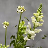 Timeless Purity - beverlyhillsflorist