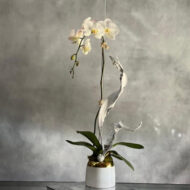 Orchid Nirvana - beverlyhillsflorist
