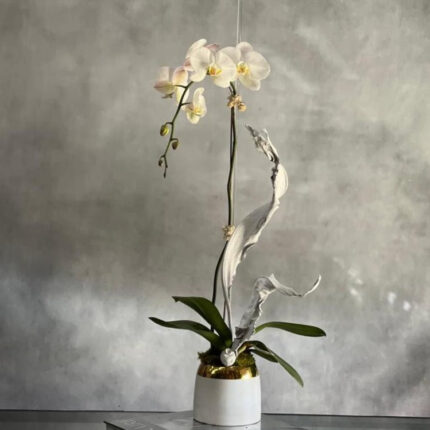 Orchid Nirvana - beverlyhillsflorist