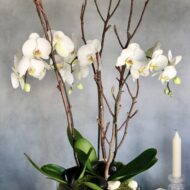 Take a Bow - beverlyhillsflorist