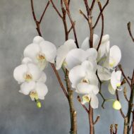 Take a Bow - beverlyhillsflorist