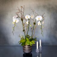 White Orchids on pedestal - beverlyhillsflorist