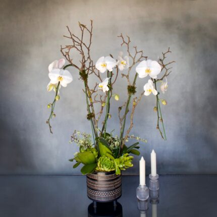White Orchids on pedestal - beverlyhillsflorist