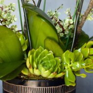 White Orchids on pedestal - beverlyhillsflorist