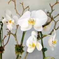White Orchids on pedestal - beverlyhillsflorist