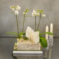 Double Mini White orchid Box - beverlyhillsflorist