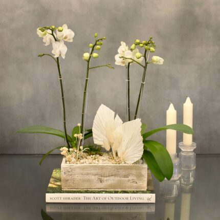 Double Mini White orchid Box - beverlyhillsflorist